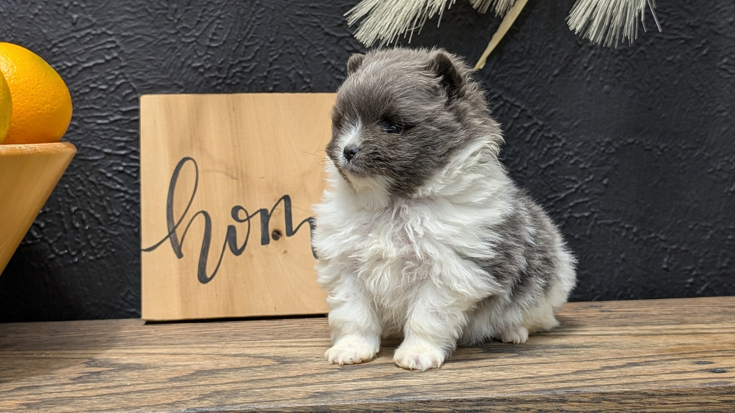 POMERANIAN (NOV 07) MALES