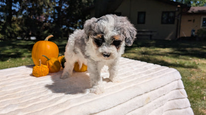 MINI BERNEDOODLE (07/25) MALE
