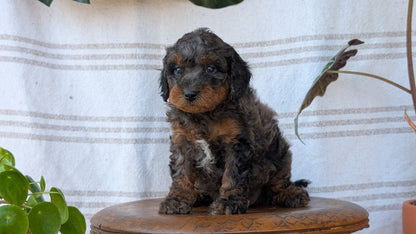 CAVAPOO (MAY 23) MALES