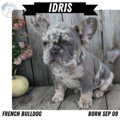 FRENCH BULLDOG (09/09) MALE