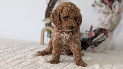 MINI POODLE (JUN 01) MALES