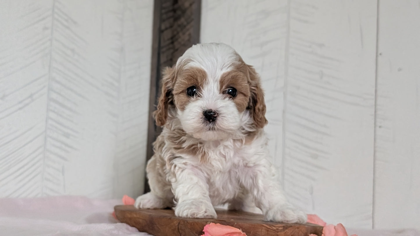 CAVAPOO (FEB 11) FEMALES