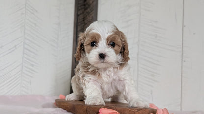 CAVAPOO (FEB 11) FEMALES