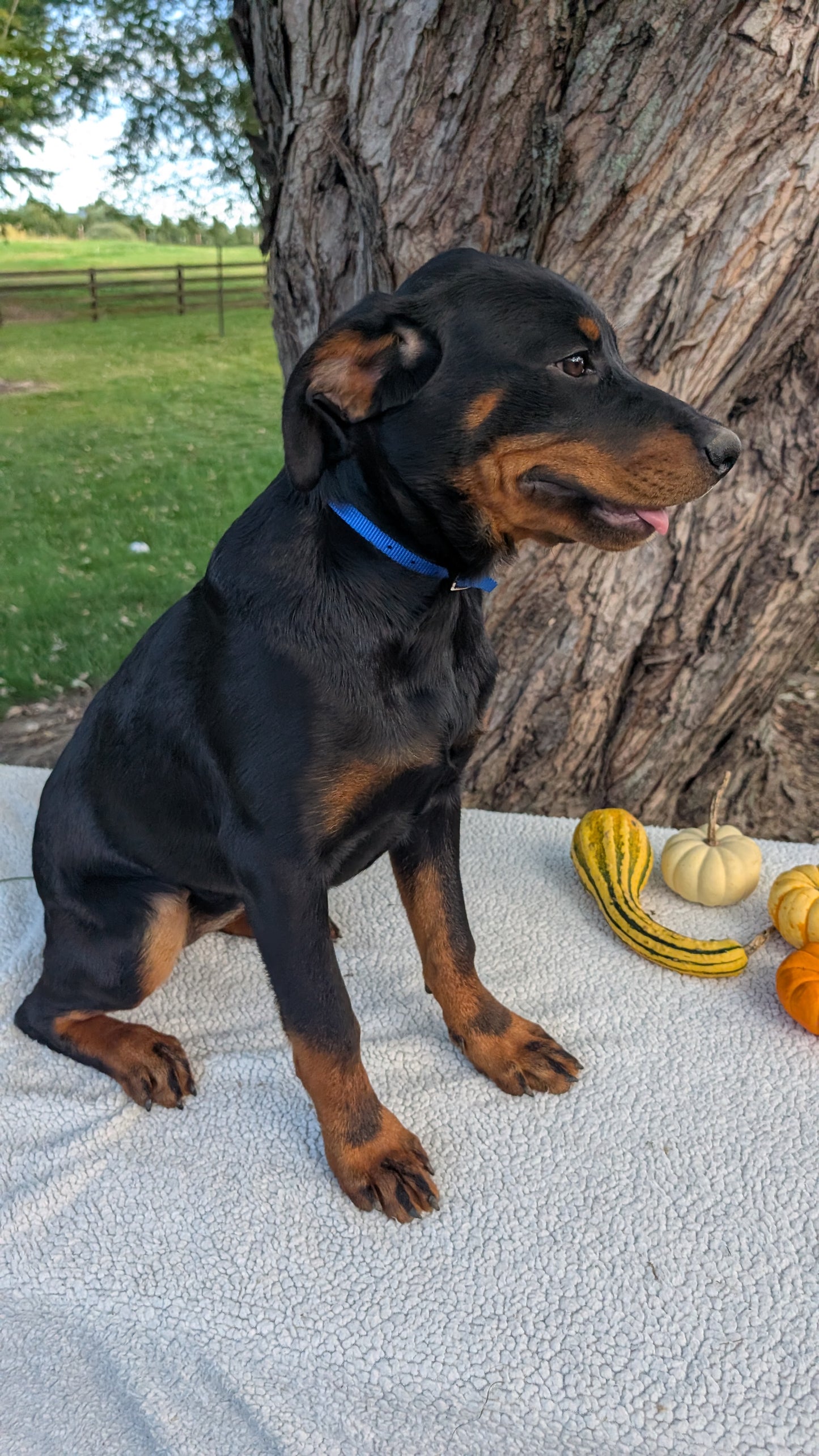 ROTTWEILER (05/28) FEMALE