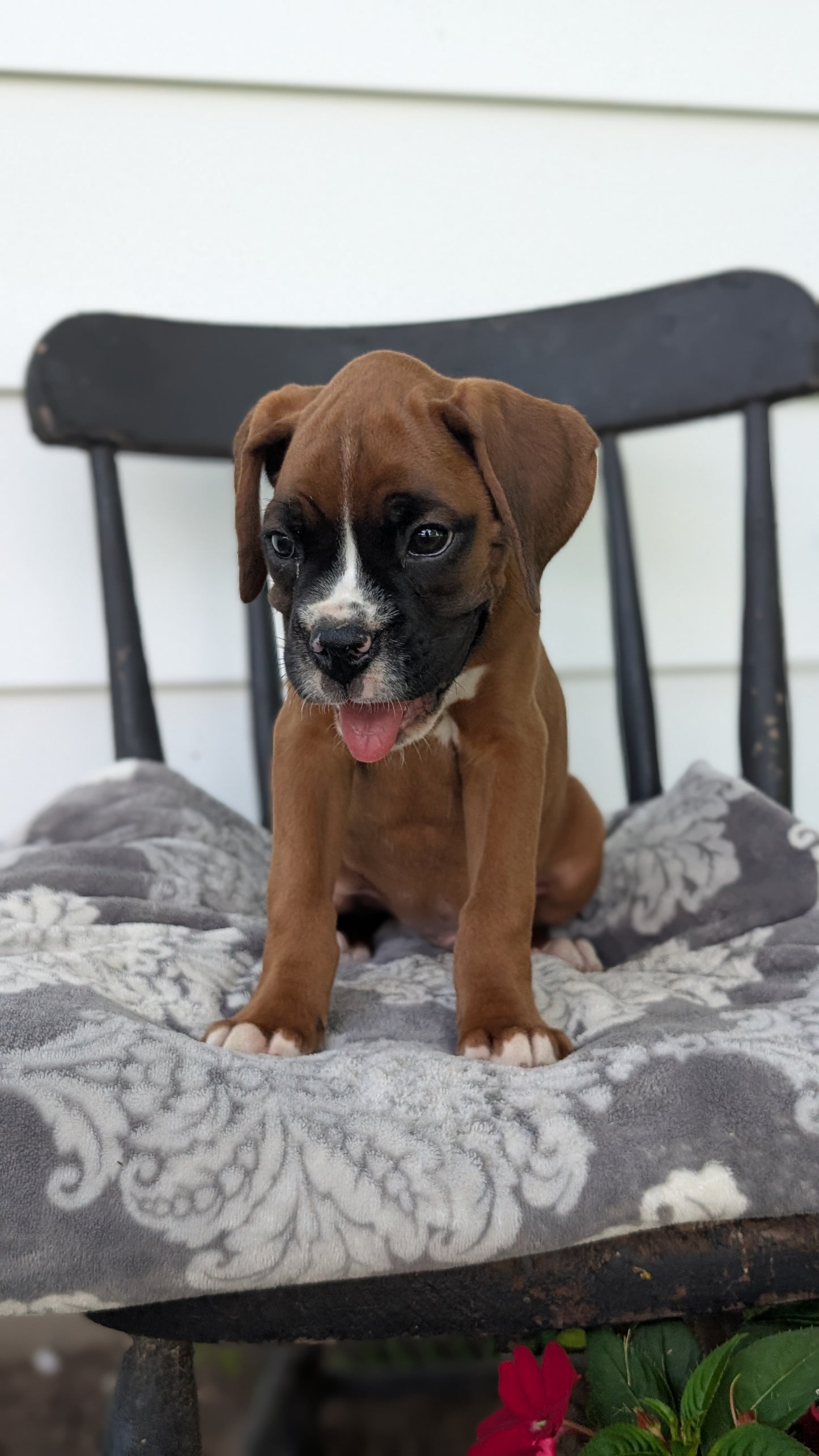 BOXER (JUN 11) MALES