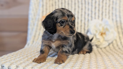 MINI DACHSHUND (JAN 01) FEMALES