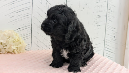 CAVAPOO (JUN 14) MALES