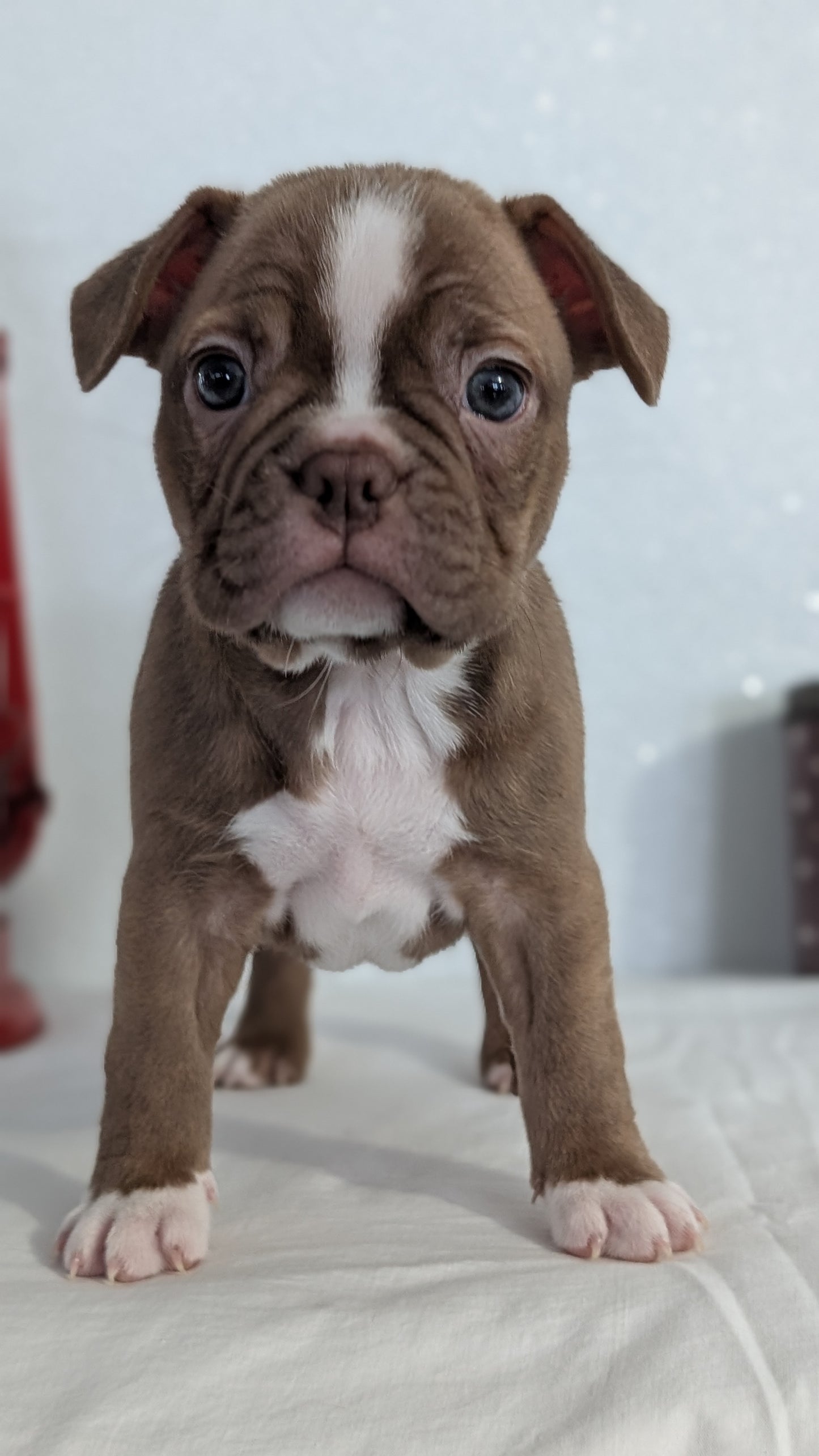 FRENCHTON (NOV 15) FEMALES