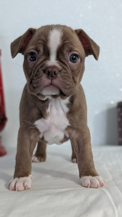 FRENCHTON (NOV 15) FEMALES