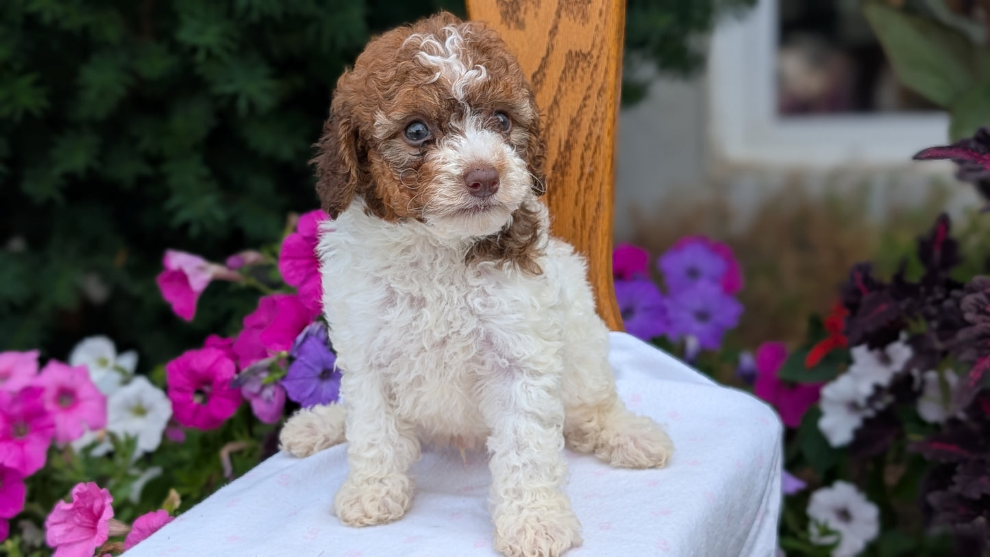 MALTIPOO (JUN 11) MALES