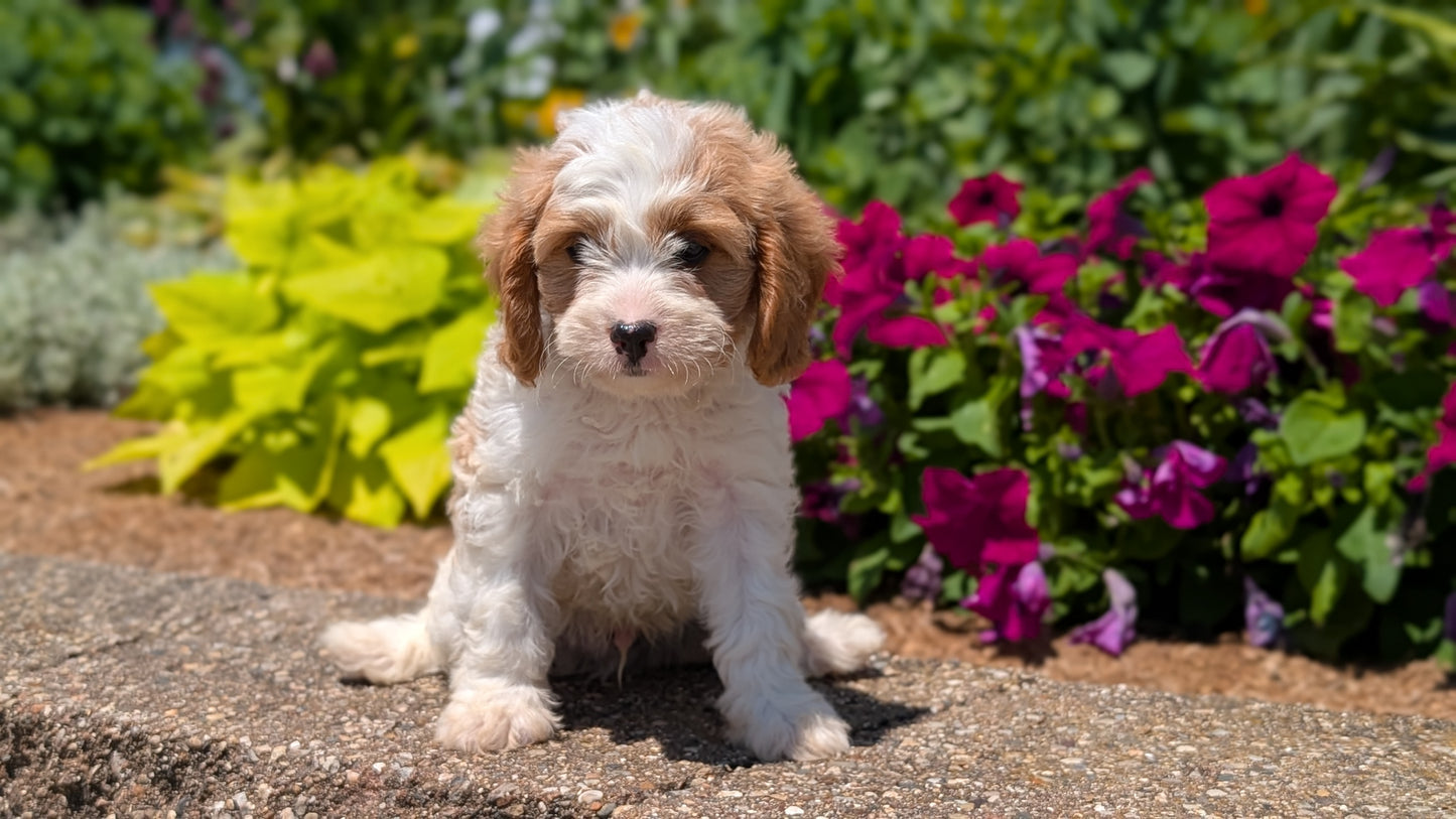 CAVAPOO (MAY 18) MALE
