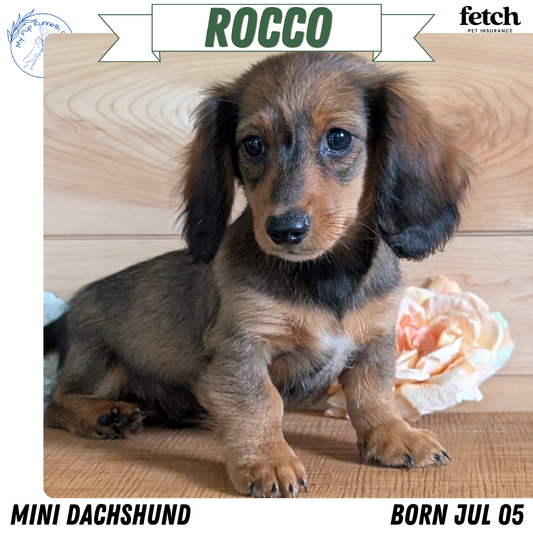 MINI DACHSHUNDS (JUL 05) 2 MALES/2 FEMALES