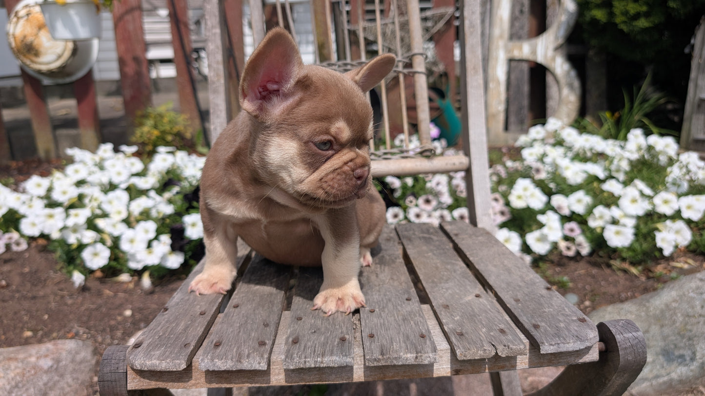 FRENCH BULLDOG (07/11) MALE