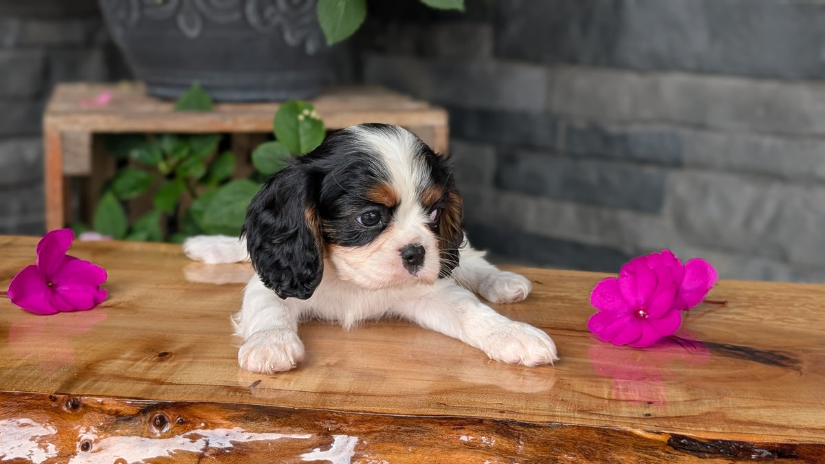 CAVALIER (JUL 29) 3 FEMALES