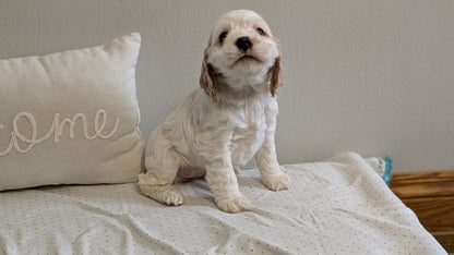 COCKER SPANIEL (02/14) FEMALE