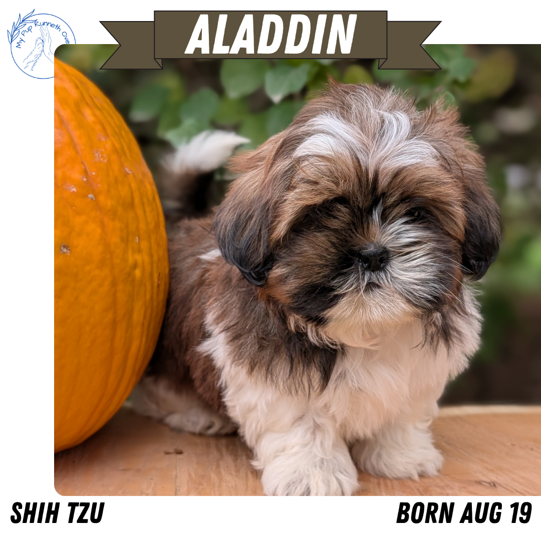 SHIH TZU (08/19) MALE