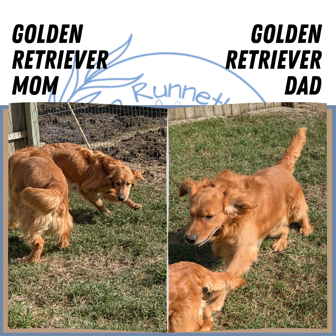 GOLDEN RETRIEVER (02/01) FEMALE