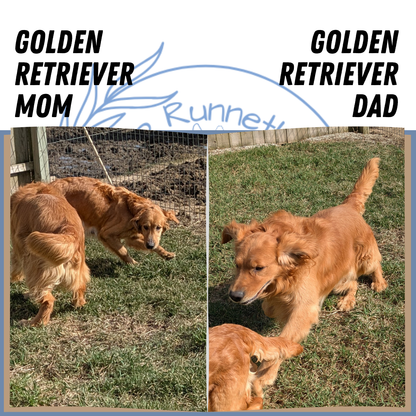 GOLDEN RETRIEVER (02/01) FEMALE