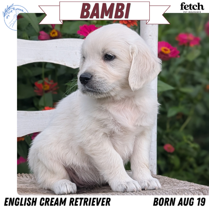 ENGLISH CREAM RETRIEVER (AUG 19) 3 MALES/4 FEMALES