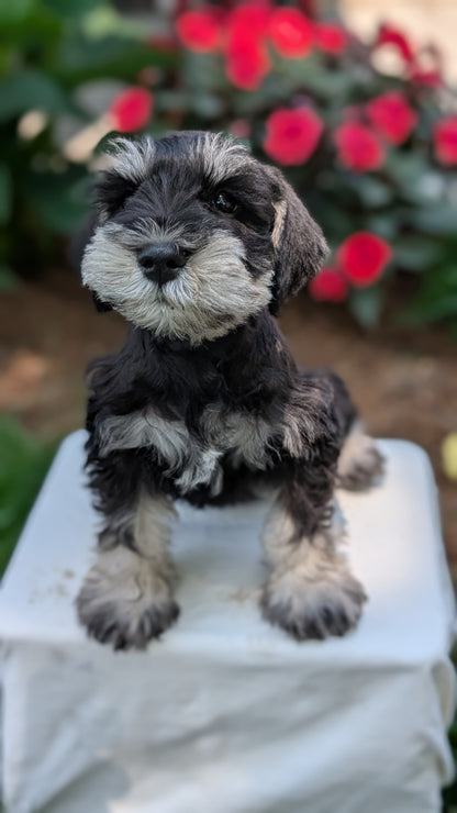 MINI SCHNAUZER (05/29) MALE