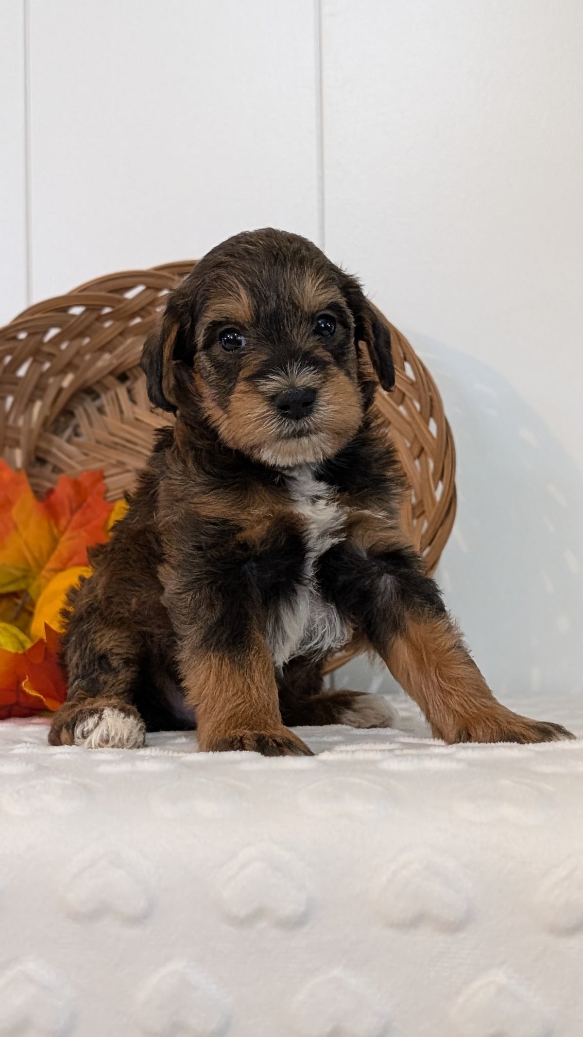 SCHNOODLE (SEP 03) 4 FEMALES/3 MALES