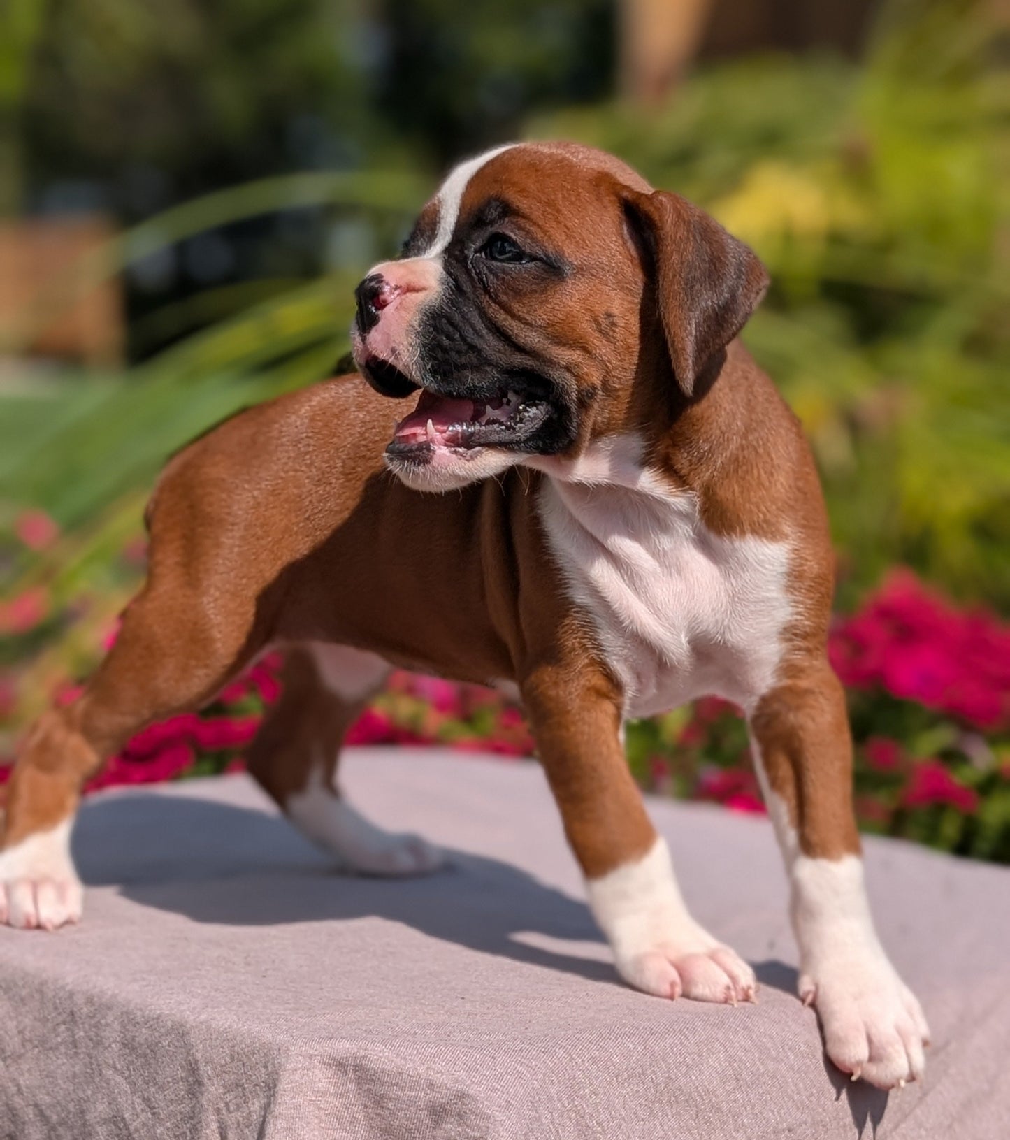 BOXER (08/20) FEMALE