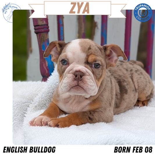 ENGLISH BULLDOG (FEB 09) FEMALES