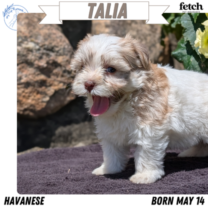 HAVANESE (MAY 14) FEMALES