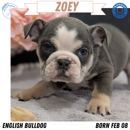 ENGLISH BULLDOG (FEB 09) FEMALES