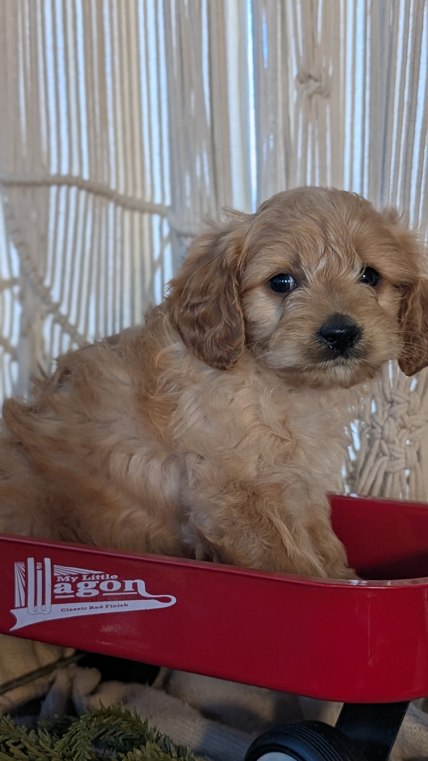 CAVAPOO (NOV 17) MALES