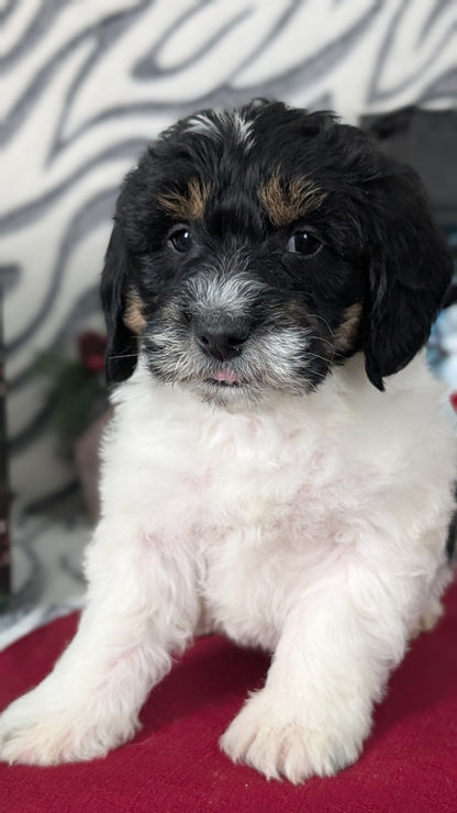 MINI LABRADOODLE (OCT 20) MALES