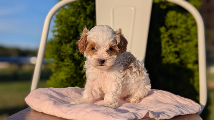 CAVAPOO (MAY 09) FEMALE