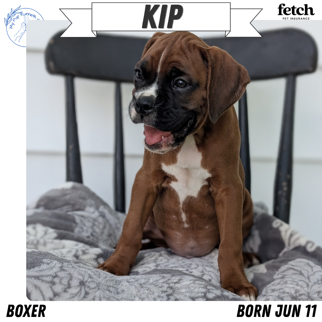 BOXER (JUN 11) MALES
