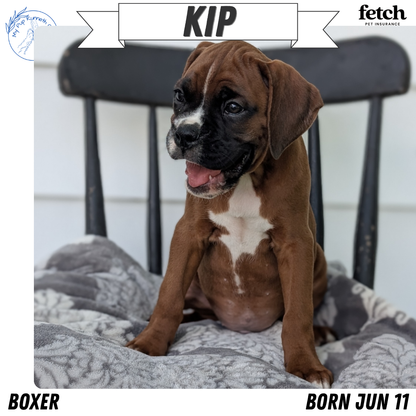 BOXER (JUN 11) MALES