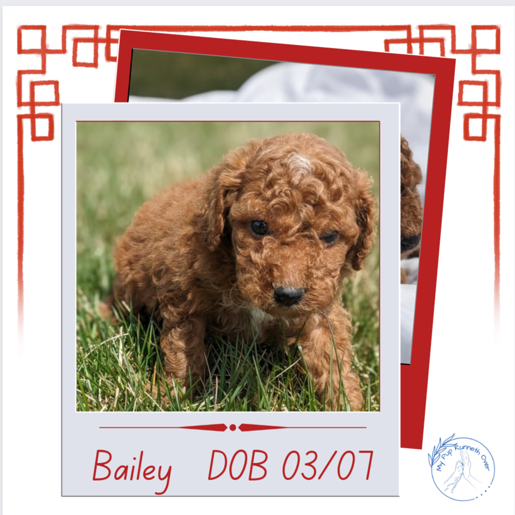 CAVAPOO (03/07) FEMALE