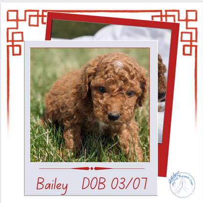 CAVAPOO (03/07) FEMALE
