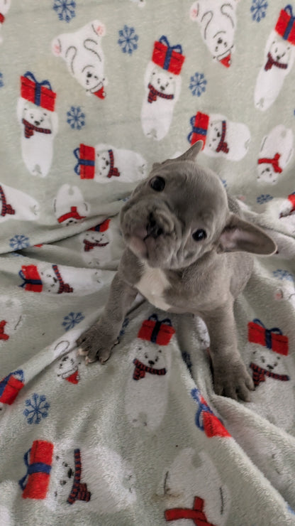 FRENCH BULLDOG (11/07) MALE