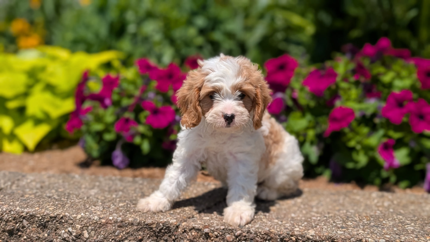 CAVAPOO (MAY 18) MALE