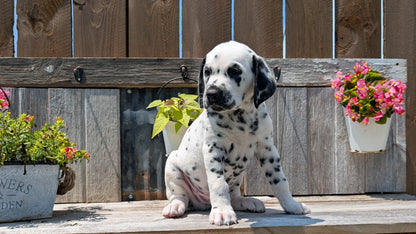 DALMATIAN (06/09) MALE
