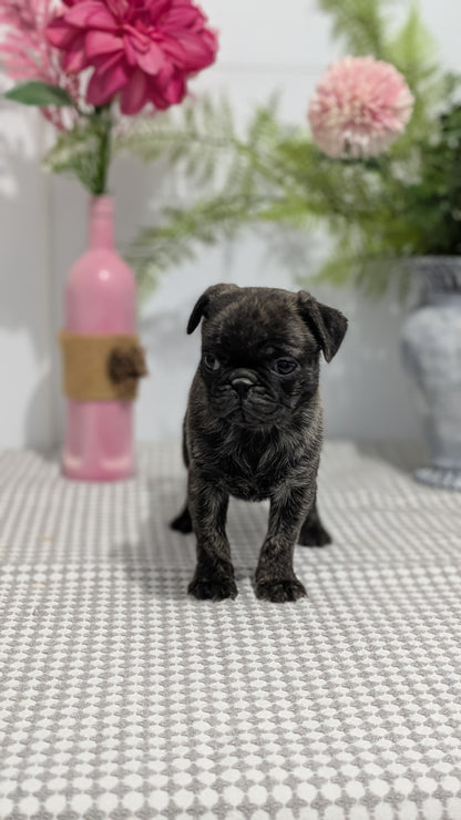 PUG (02/04) FEMALE