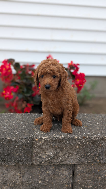 TOY POODLE (07/04) MALE