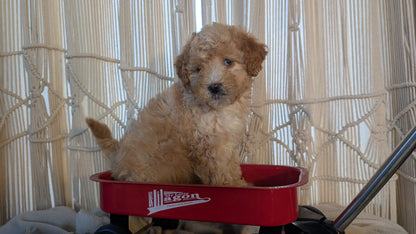 CAVAPOO (NOV 17) MALES