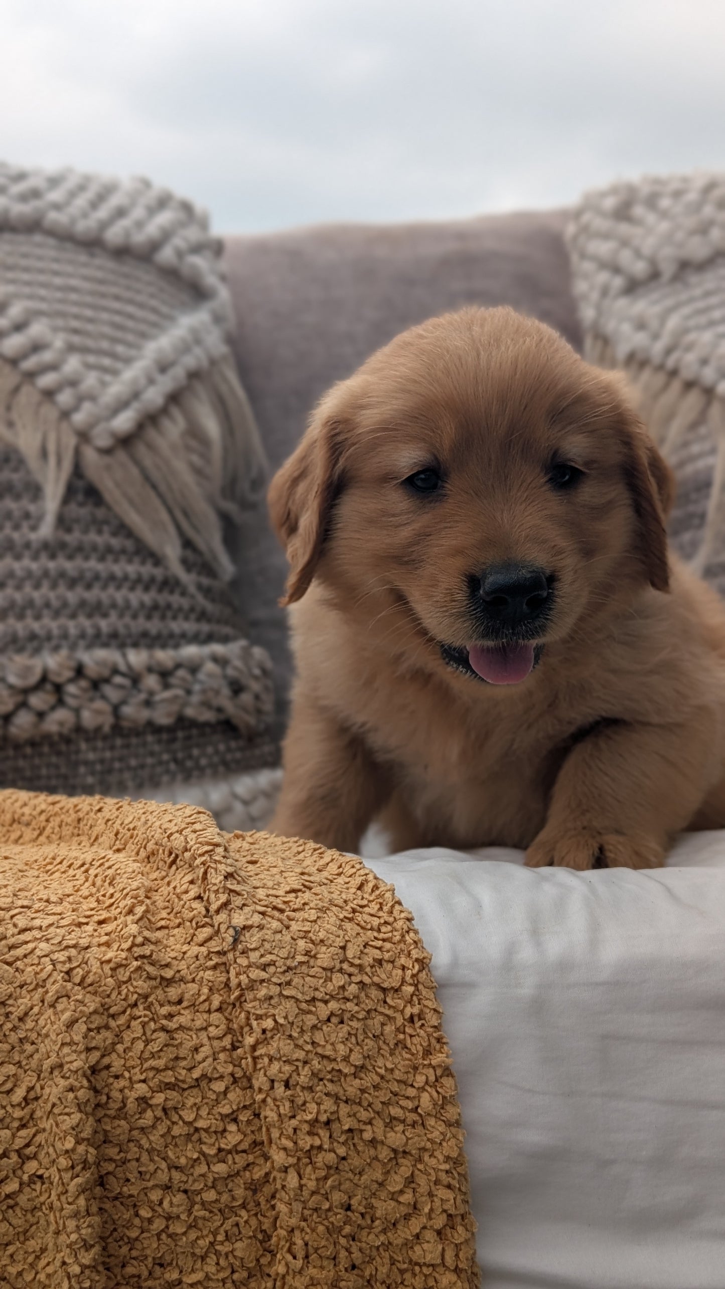 GOLDEN RETRIEVER (JUL 01) MALES