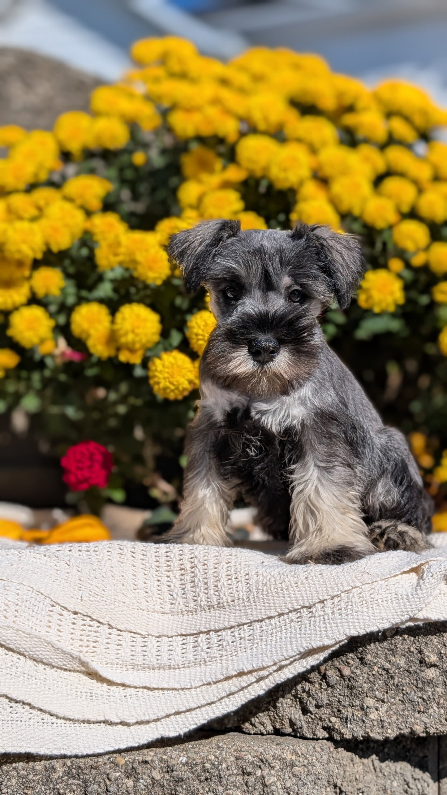 MINI SCHNAUZER (08/06) MALE