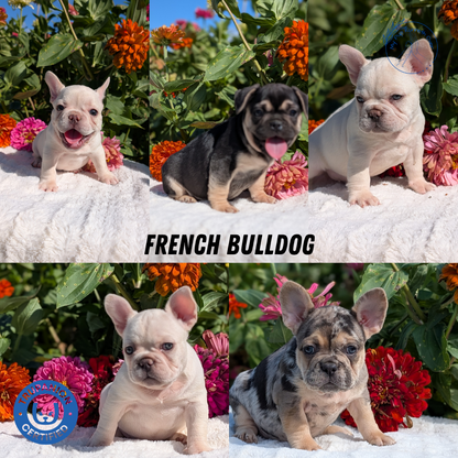 FRENCH BULLDOG (07/08) MALE