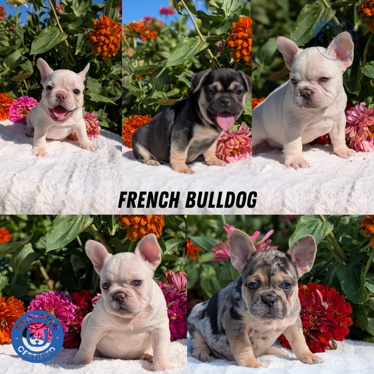 FRENCH BULLDOG (07/08) FEMALE