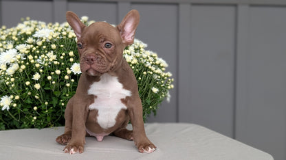 FRENCHTON (JUL 14) 2 MALES/1 FEMALE