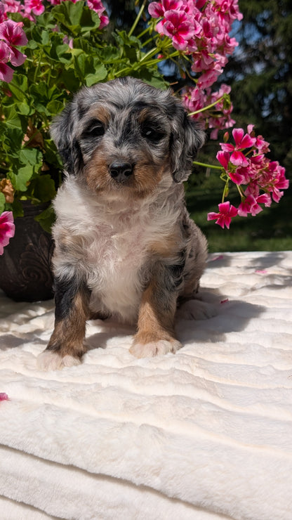 MINI BERNEDOODLE (06/11) FEMALE