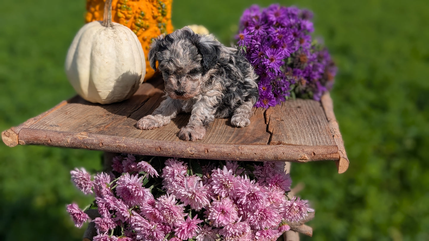 TOY POODLE (08/28) FEMALE