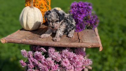 TOY POODLE (08/28) FEMALE